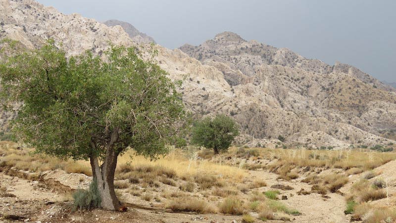 سبک اکولوژیک در طراحی کاشت گیاهان