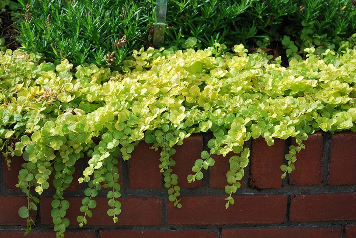 طراحی آلاچیق