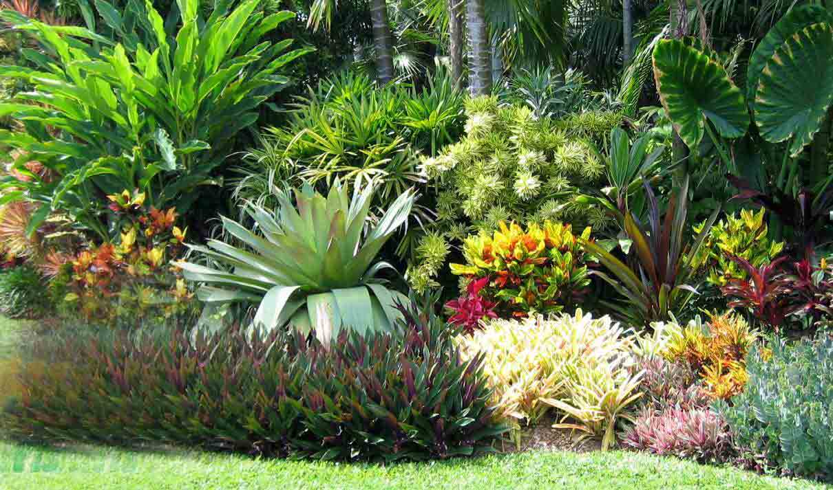 Hello Hello Plants Tropical garden moses in the cradle agave false cardamom mass plantings