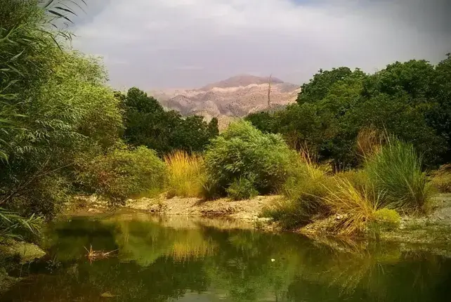 سبک اکولوژیک در طراحی کاشت گیاهان