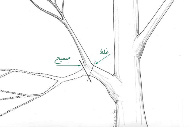هرس درختان ودرختچه های زینتی