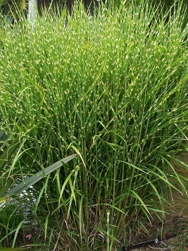 میس کانتوس