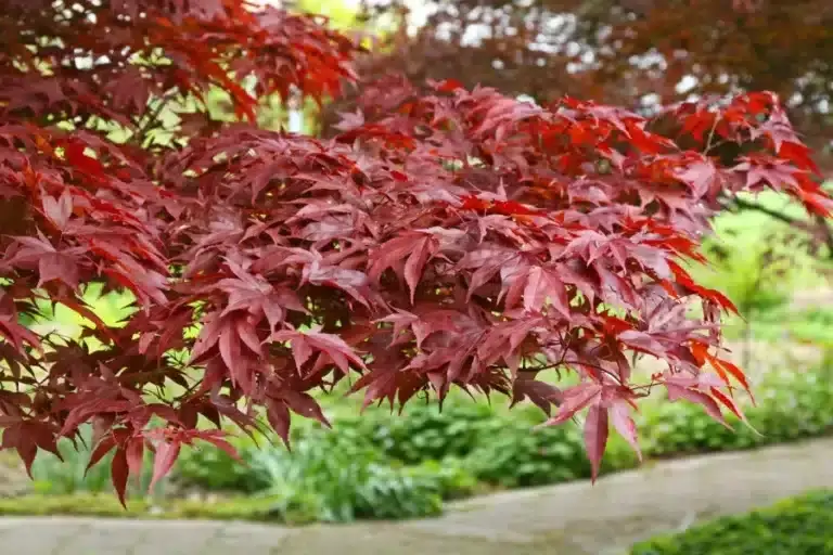Acer palmatum ‘Fireglow
