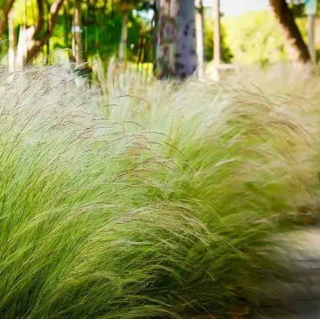 استیپا Stipa tenuissima
