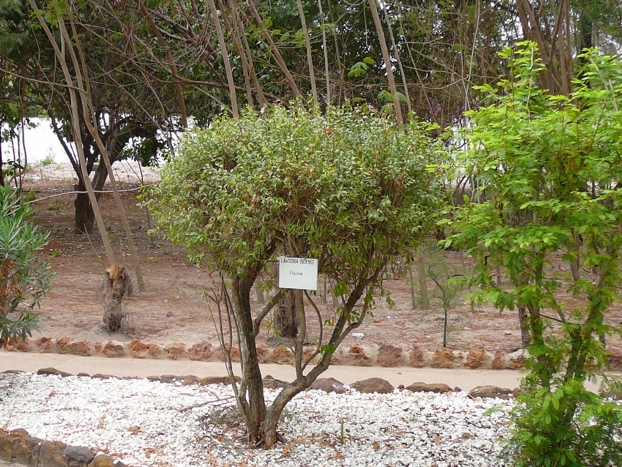 تصویر c-113.jpg گیاه درخت حنا