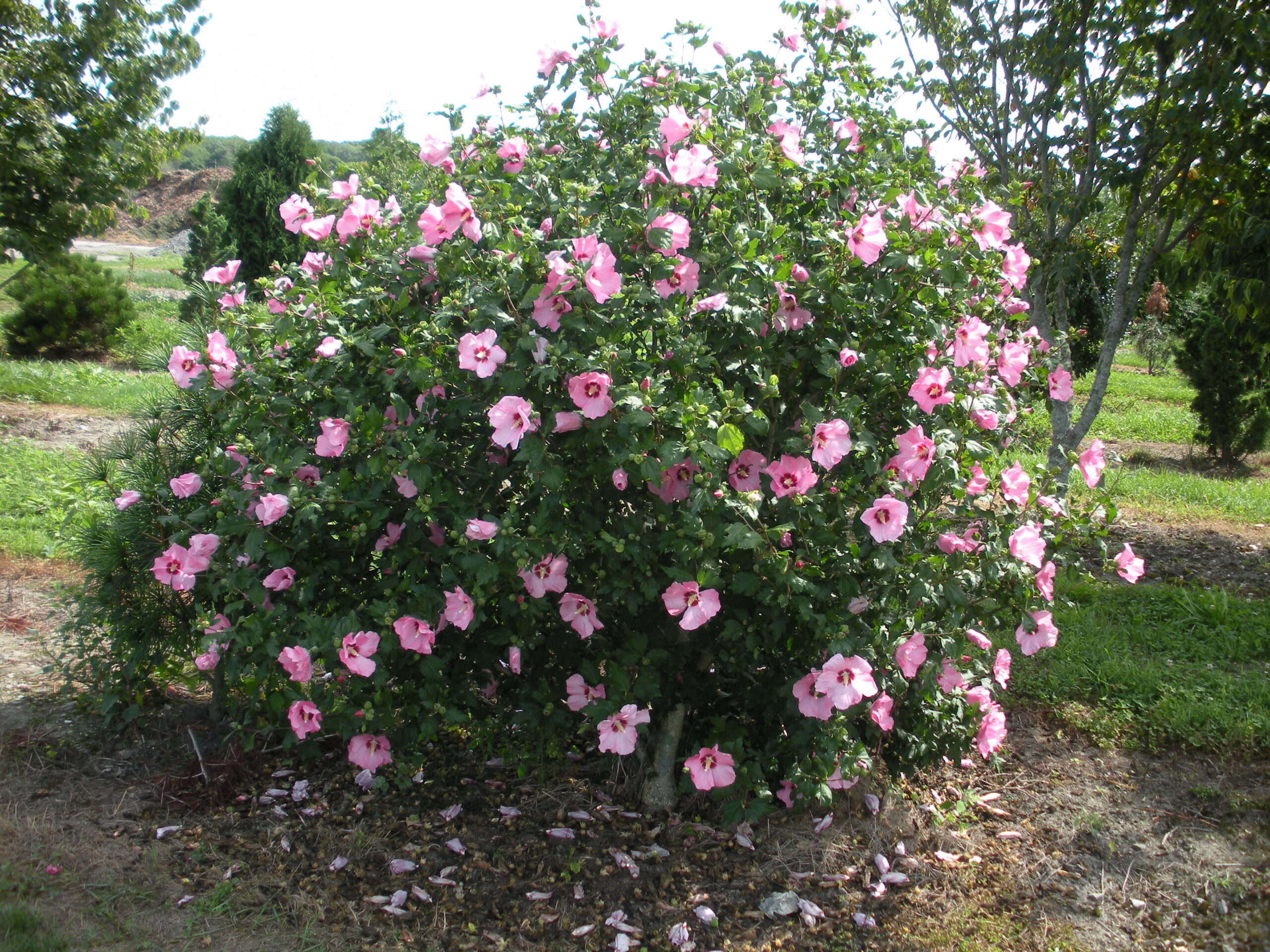 تصویر a-118.jpg گیاه ختمی درختی