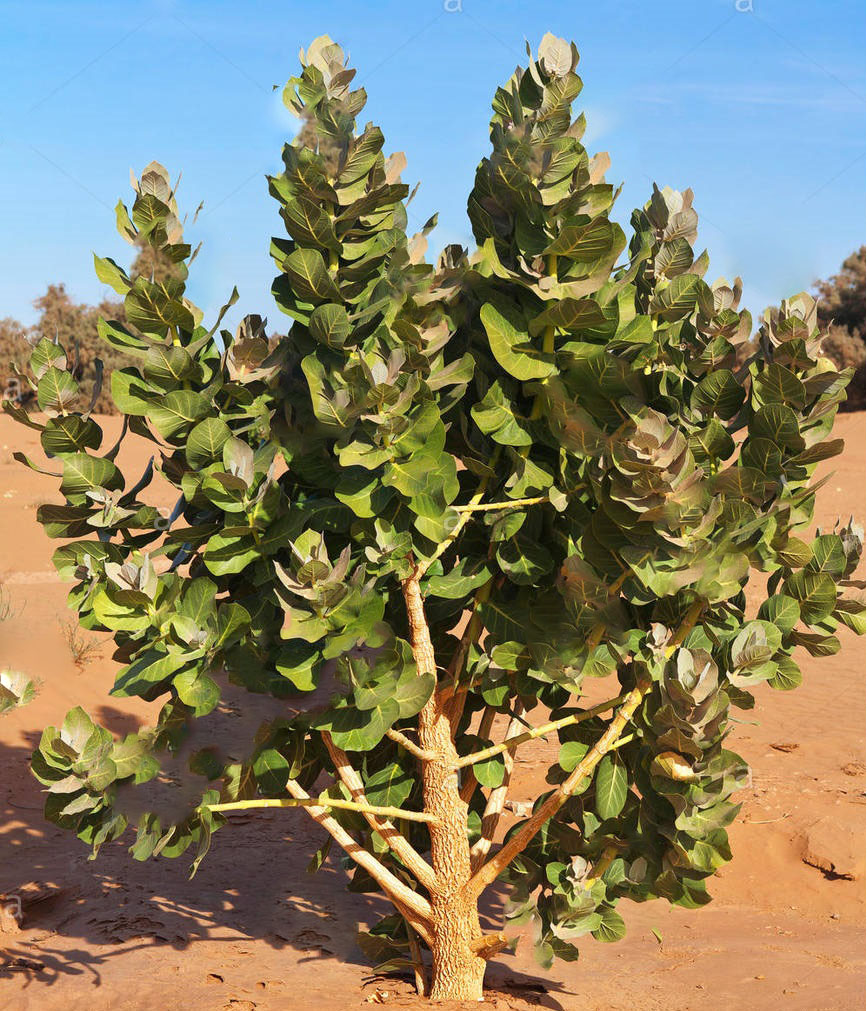 تصویر c-12.JPG گیاه استبرق(خرگ، کرک)