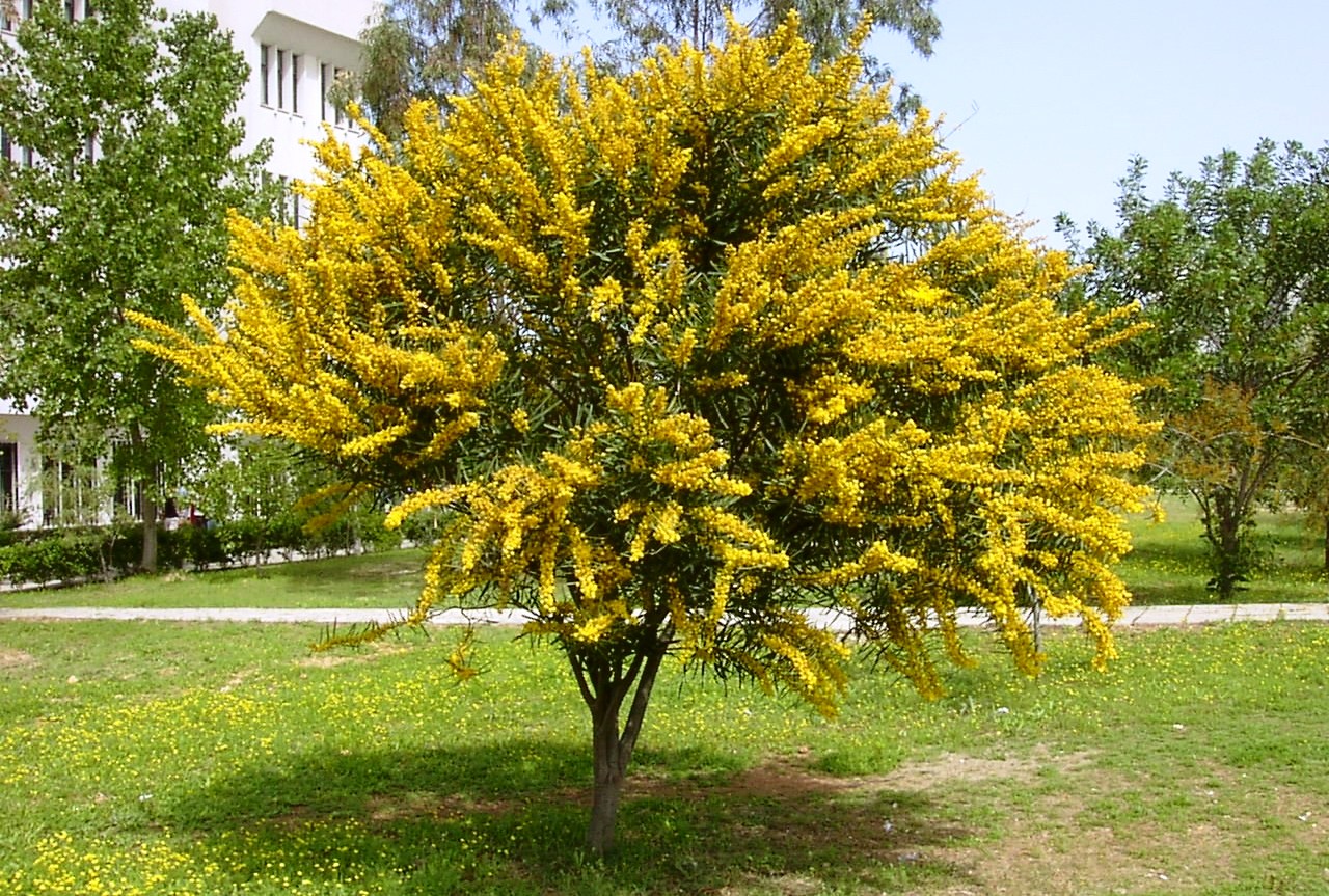 تصویر a-123.jpg گیاه آکاسیای نقره ای(میموزا)