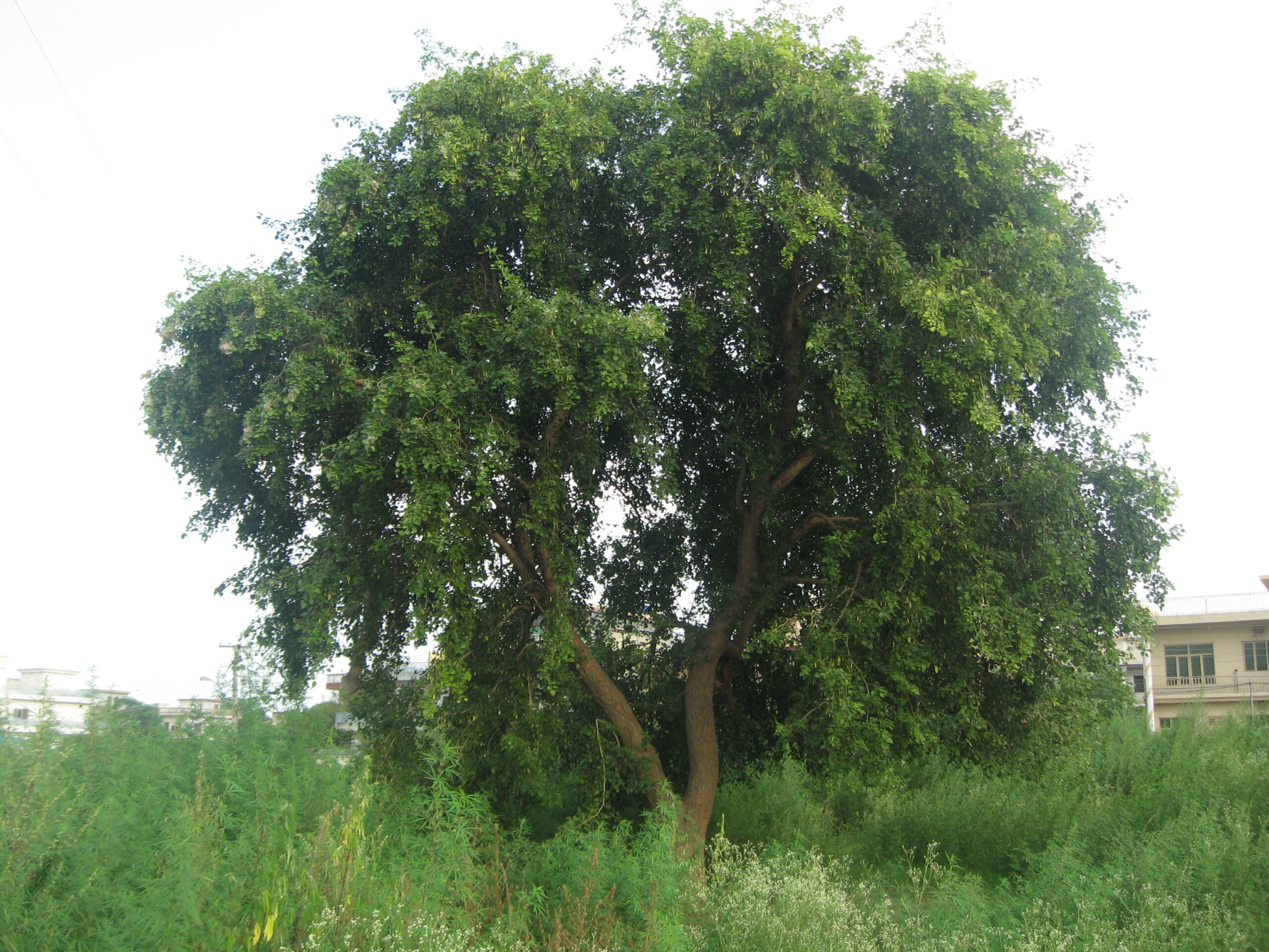 تصویر a-131.jpg گیاه شیشم(سیسو، جگ)