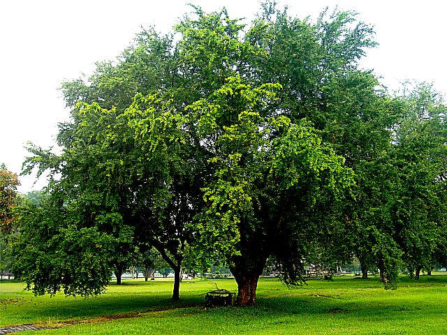 تصویر a-132.jpg گیاه چنال