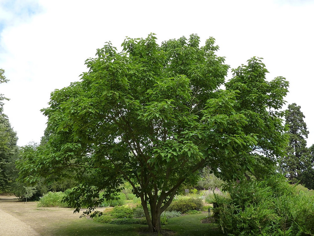 تصویر a-133.jpg گیاه توت کاغذی