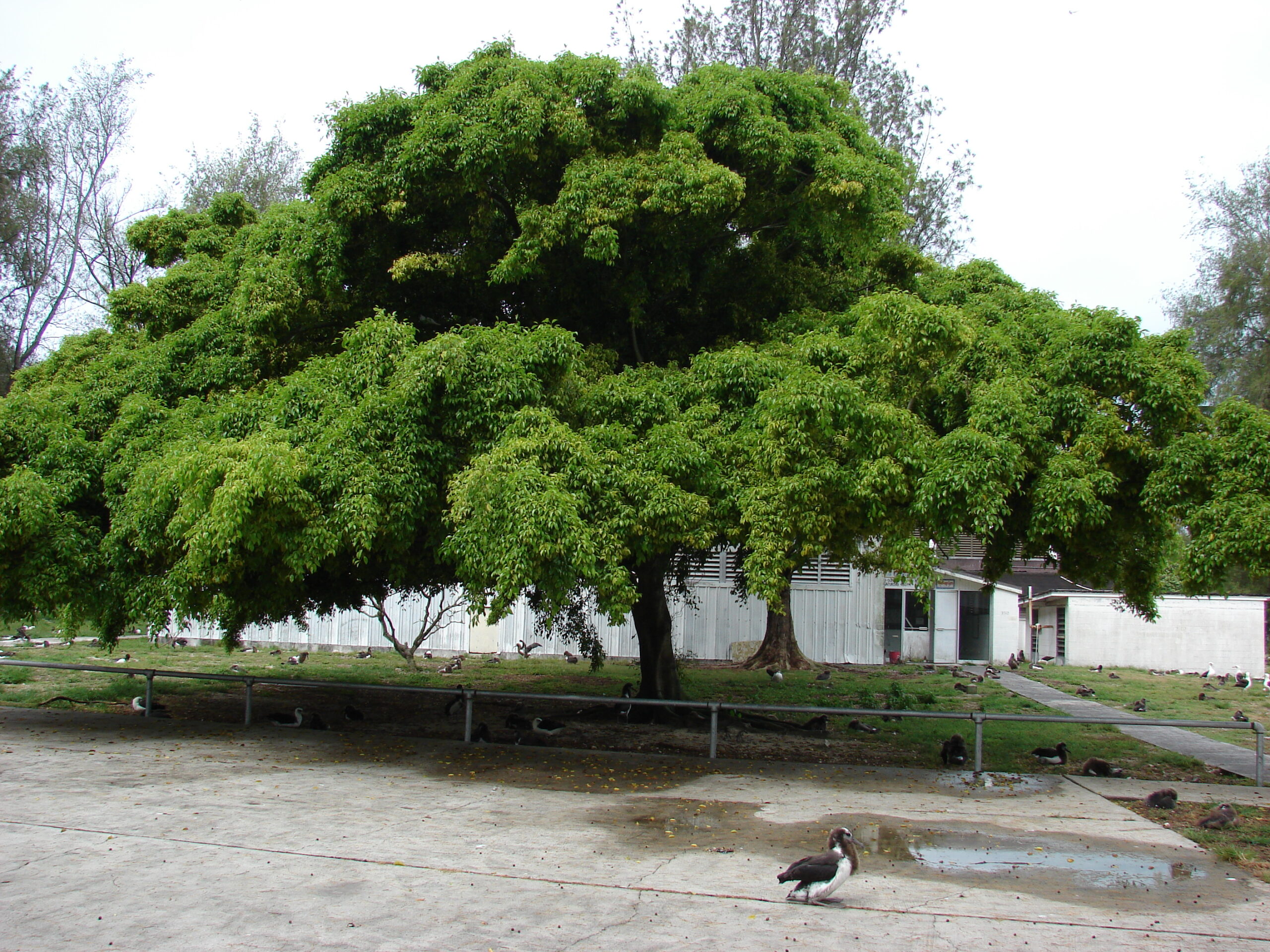 تصویر a-134.jpg گیاه توت 