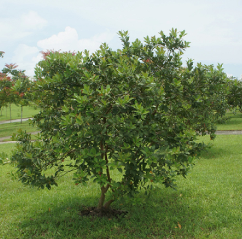 گوآوا 1 تصویر c-147.jpg گیاه گوآوا