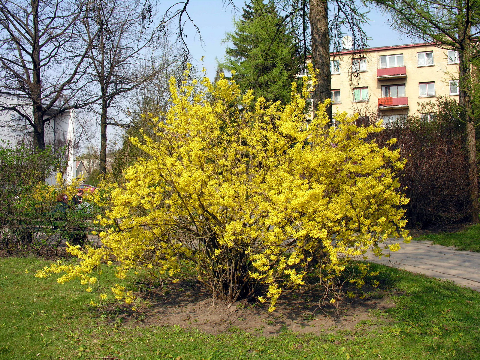 تصویر c-151.jpg گیاه یاس زرد