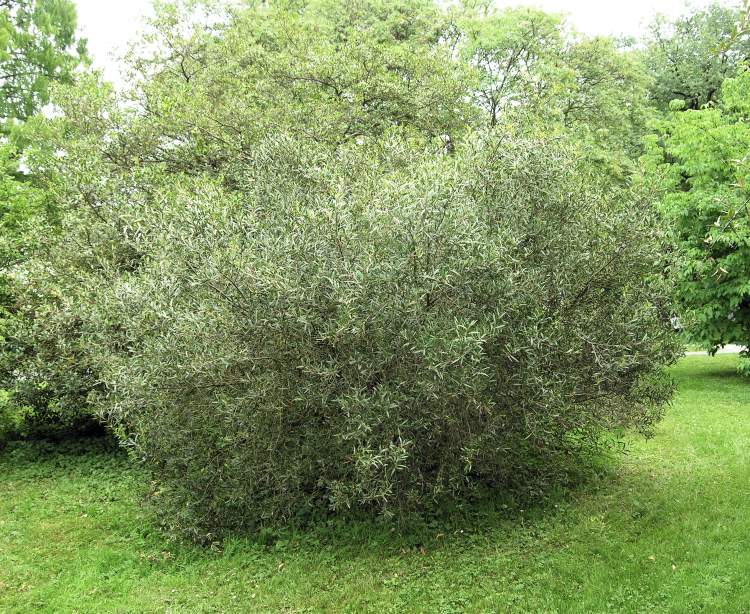 تصویر a-158.jpg گیاه فیلیرآ
