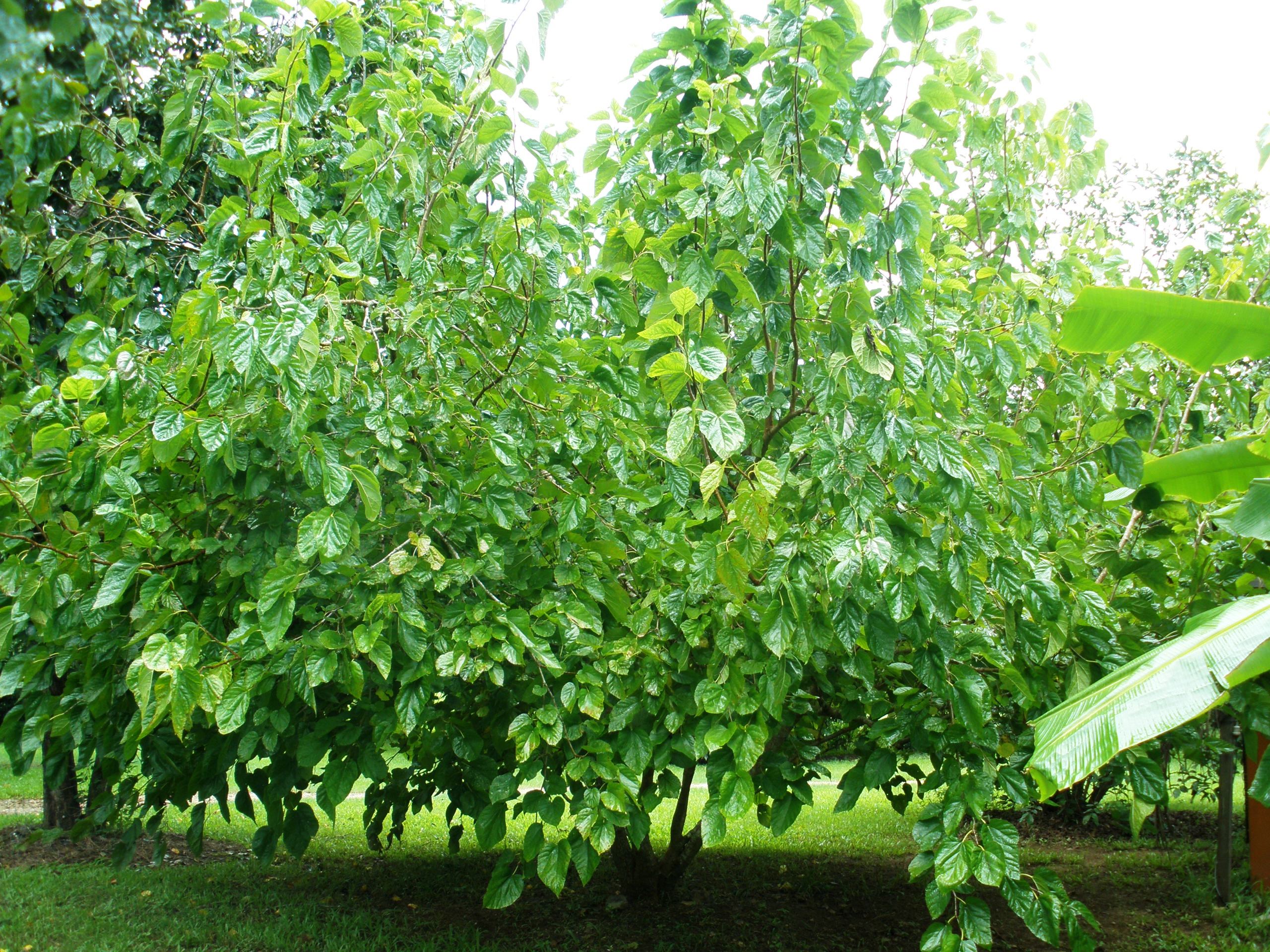 تصویر a-176.jpg گیاه گل ساعت