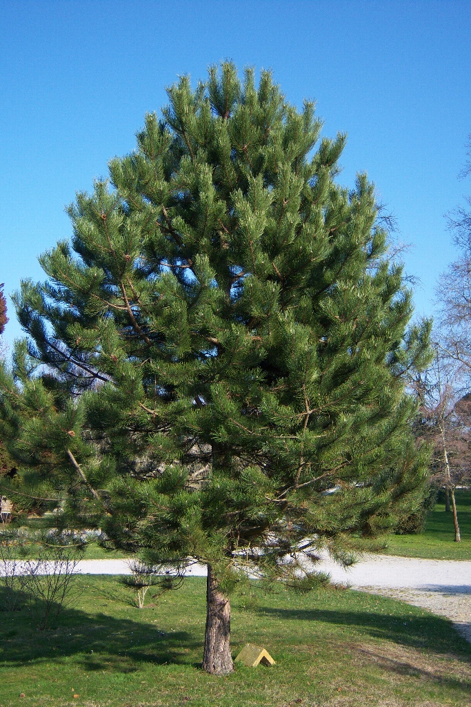 تصویر c-186.jpeg گیاه کاج سیاه