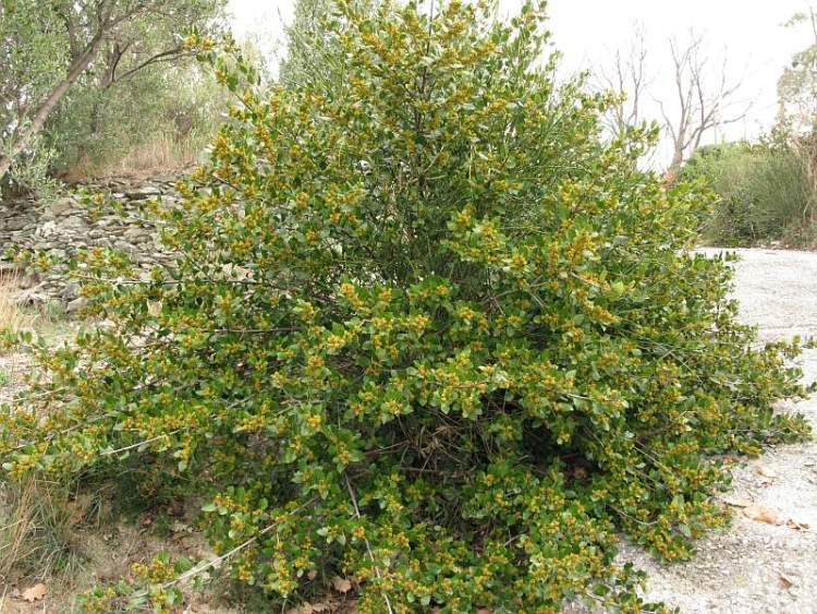 تصویر a-202.jpg گیاه سیاه تنگرس صخره روی(گردوی کوهی)