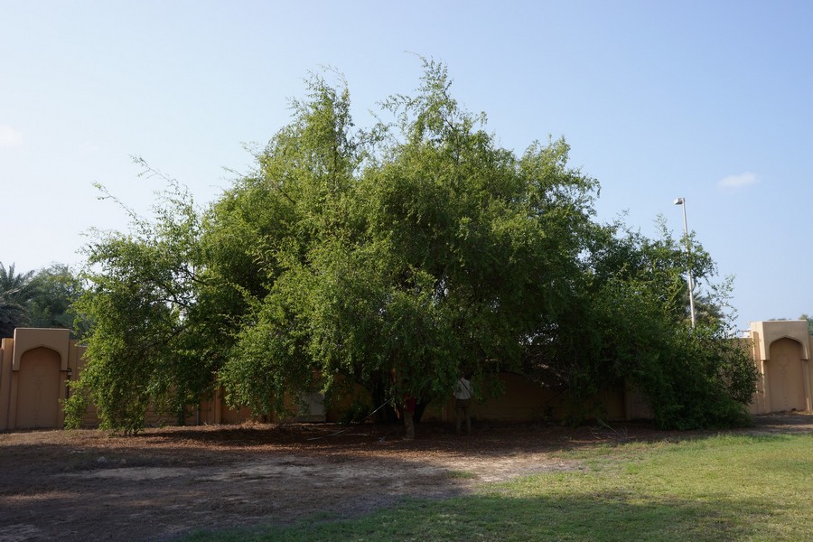 تصویر a-203.JPG گیاه کنار 