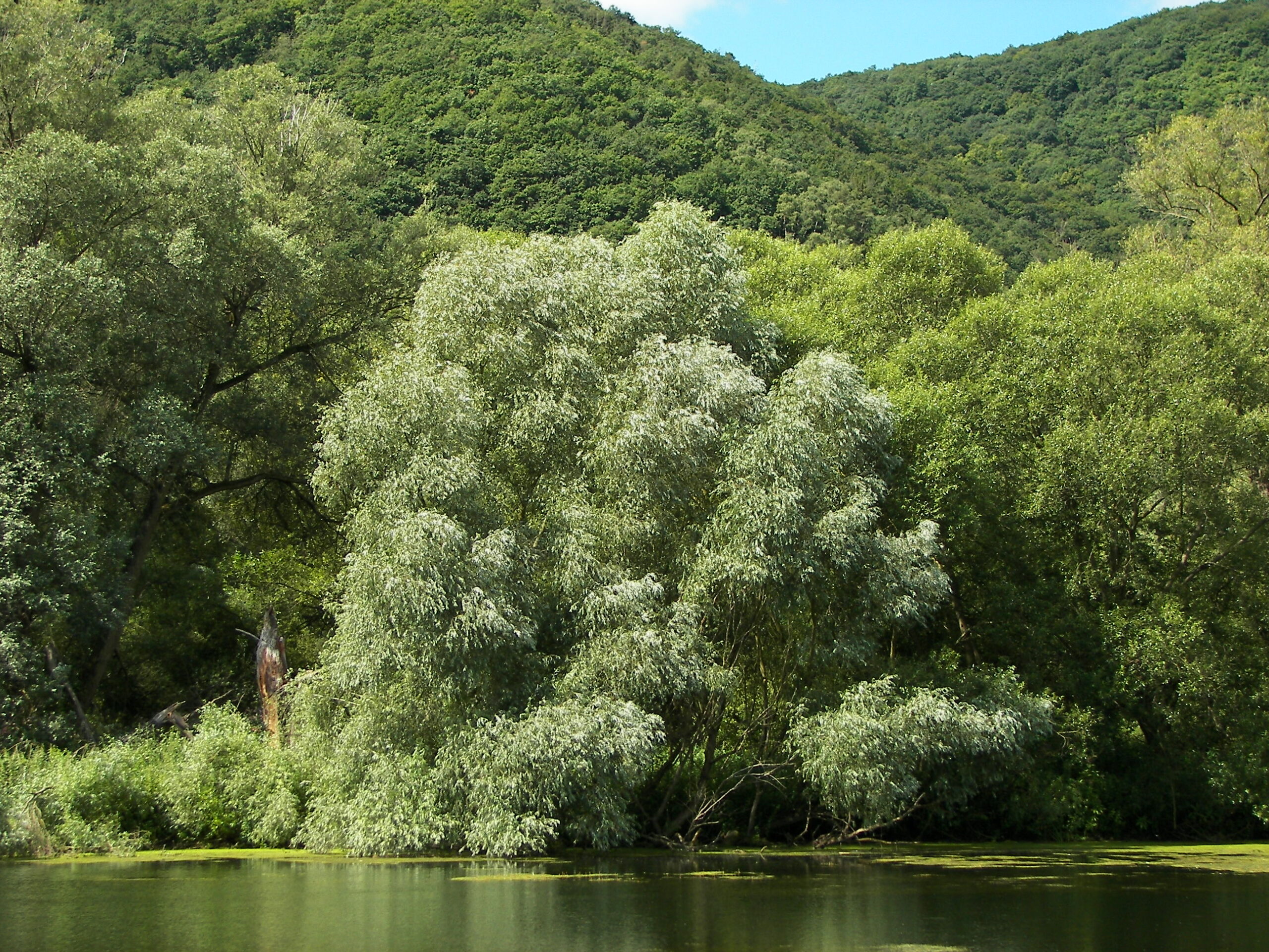 تصویر c-230.jpg گیاه بیدسفید