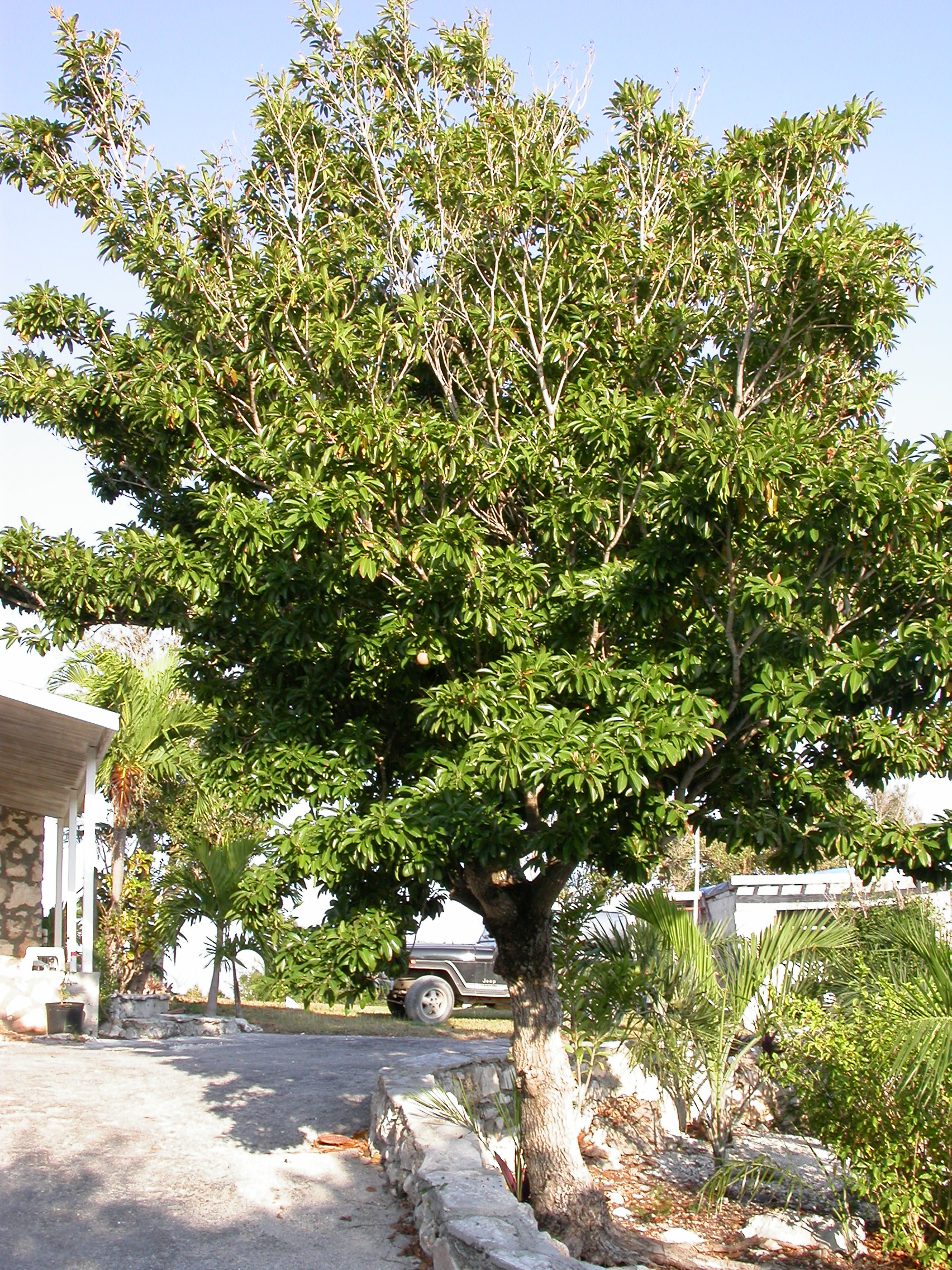 تصویر b-236.jpg گیاه چیکو