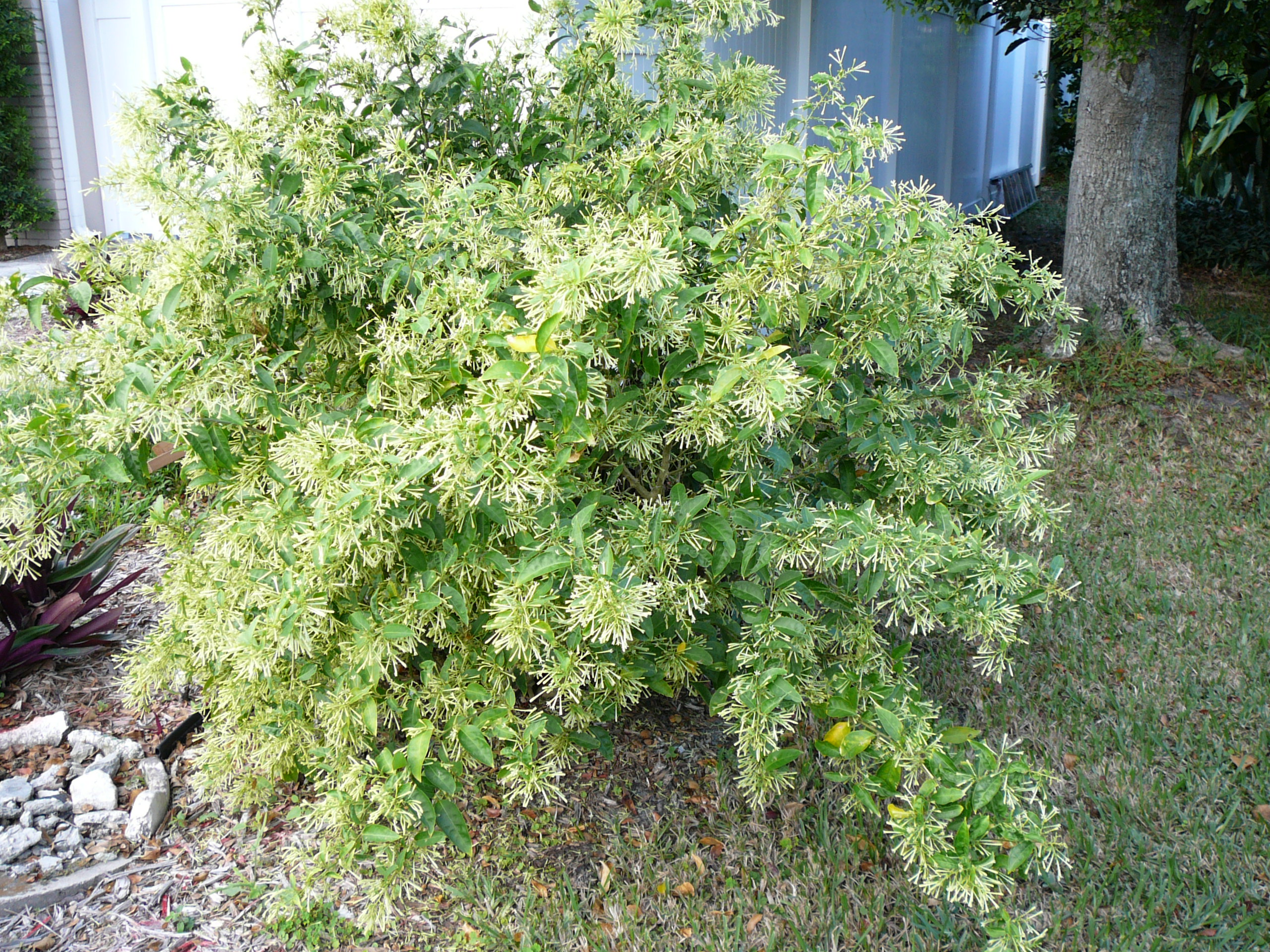 تصویر a-239.jpg گیاه محبوبه شب