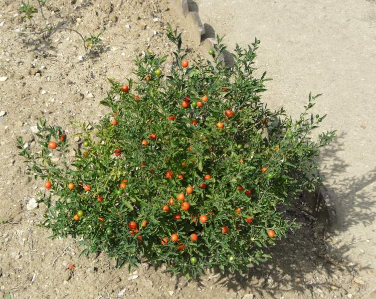 تصویر a-240.jpg گیاه فلفلک(گیلاس مجلسی)