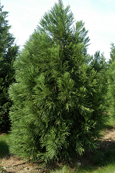سدرژاپنی(کریپتومریا) 3 تصویر a-244.jpg گیاه سدرژاپنی(کریپتومریا)