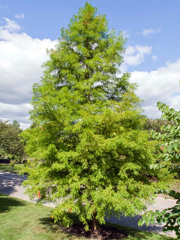 سرومردابی(دارتالاب) 3 تصویر a-247.jpg گیاه سرومردابی(دارتالاب)