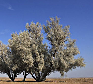 پوترو 3 تصویر a-250.jpg گیاه پوترو