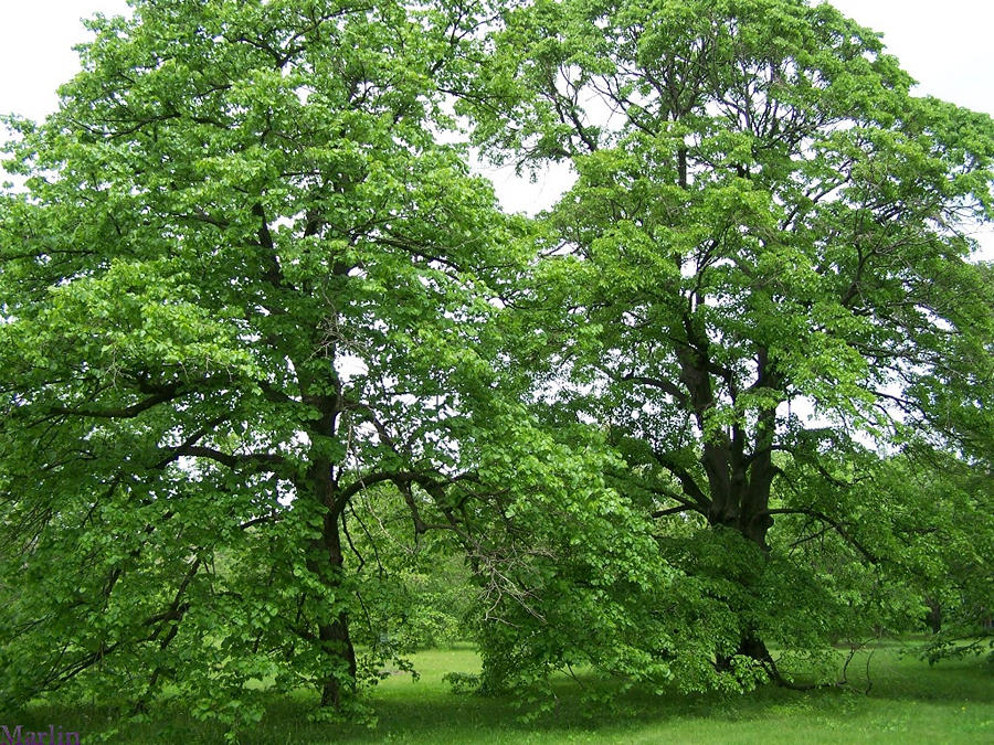 نمدار(زیرفون) 3 تصویر a-251.jpg گیاه نمدار(زیرفون)