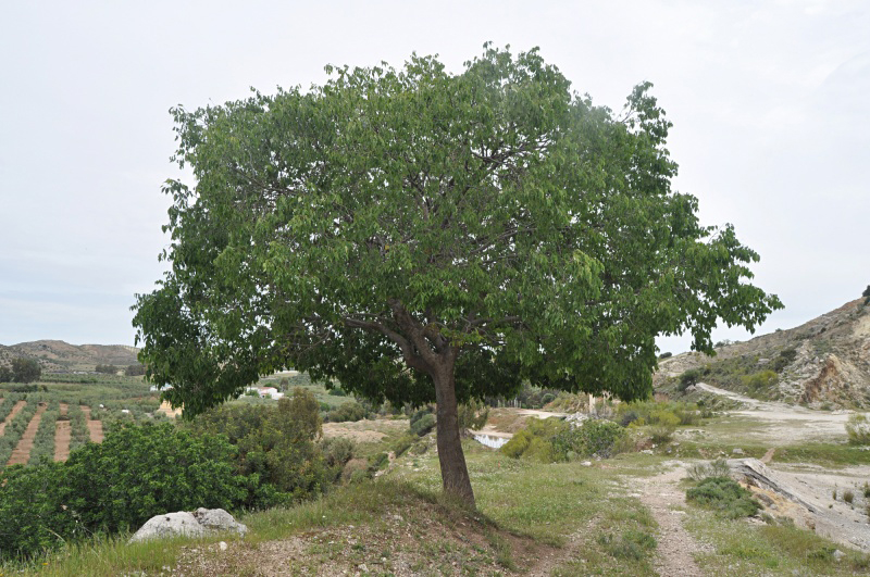 تصویر a-252.jpg گیاه داغداغان