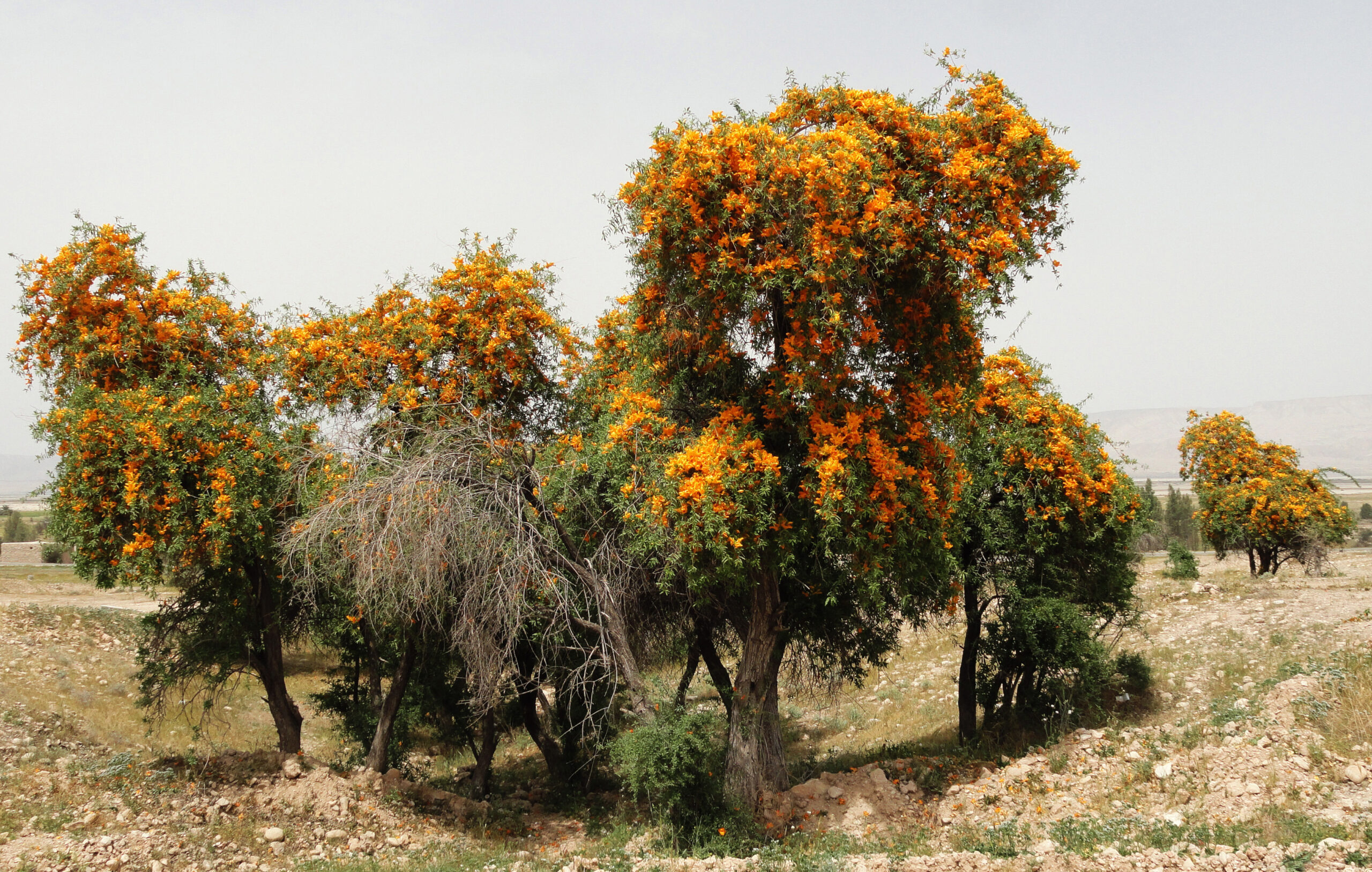 تصویر b-31.jpg گیاه انار شیطان
