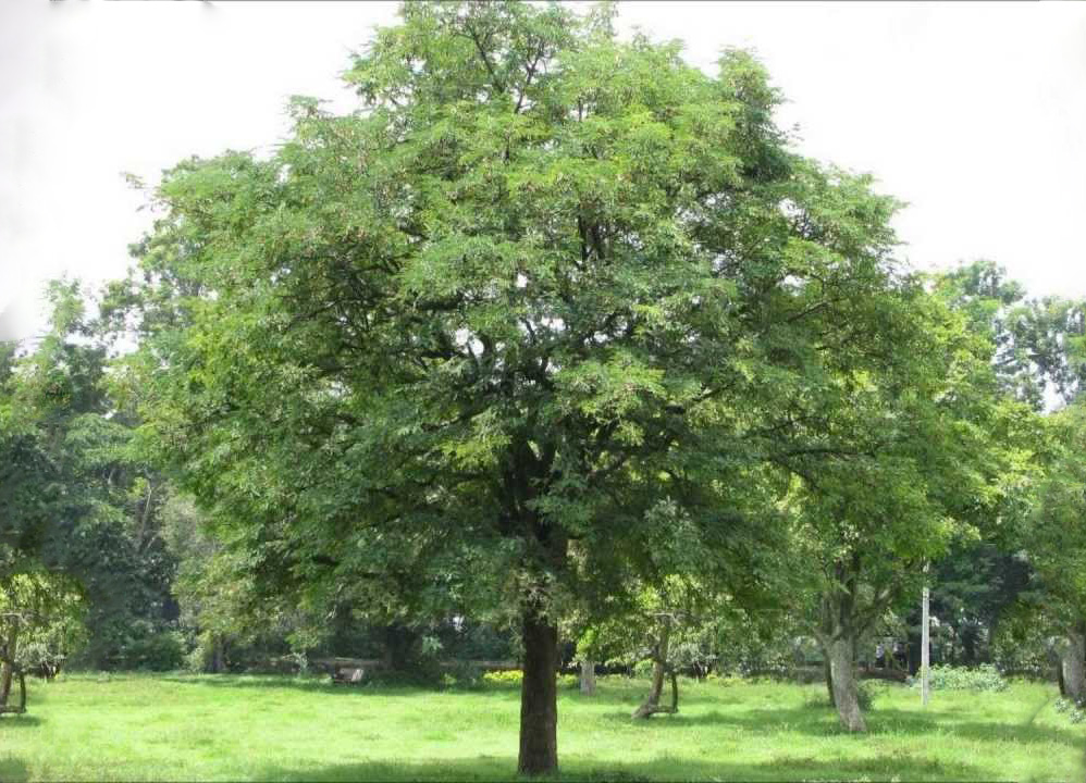 تصویر b-43.jpg گیاه تمر هندی