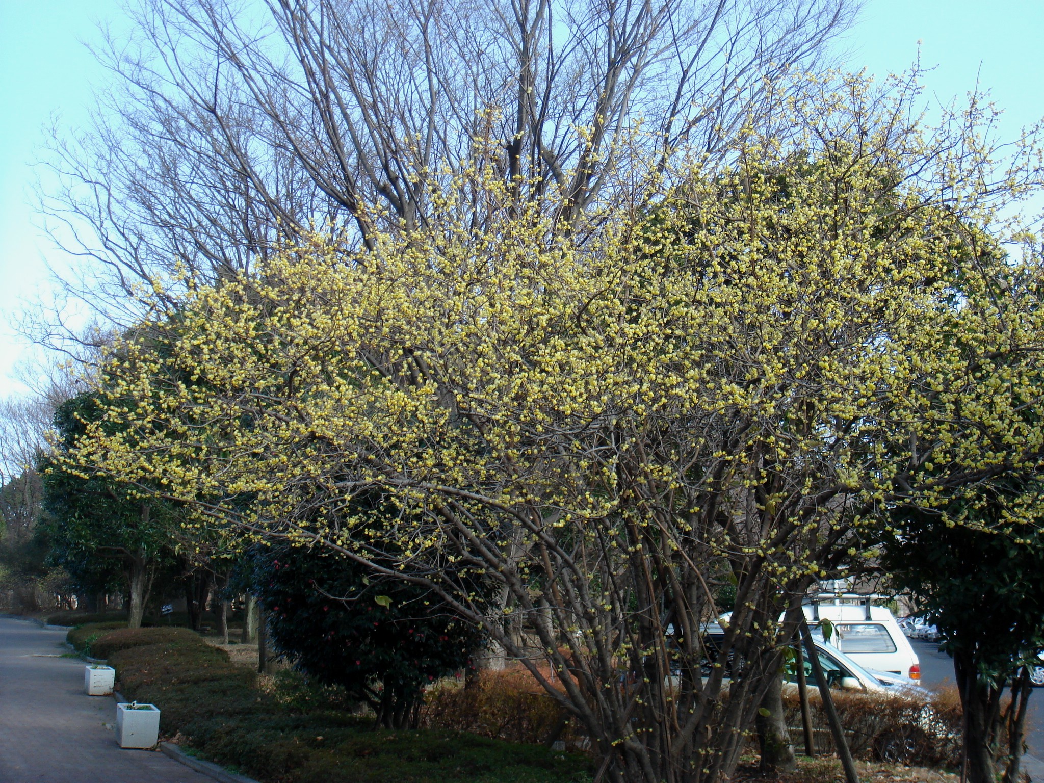 تصویر b-45.jpg گیاه گل یخ