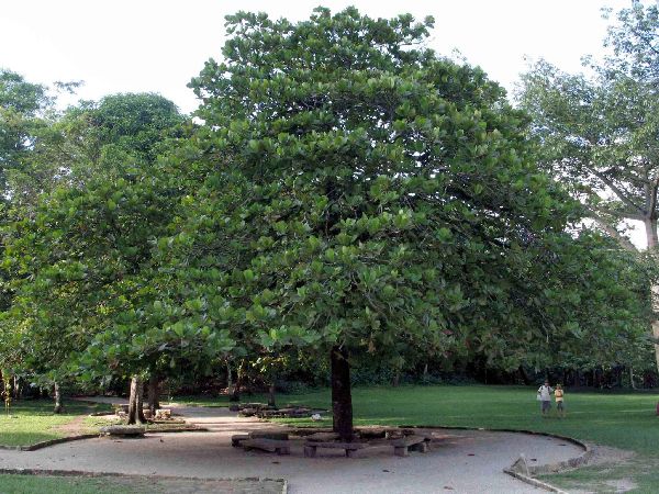 تصویر c-58.jpg گیاه آرجون(گارم زنگی، گارن زنگی، لوز هندی، بادام هندی)