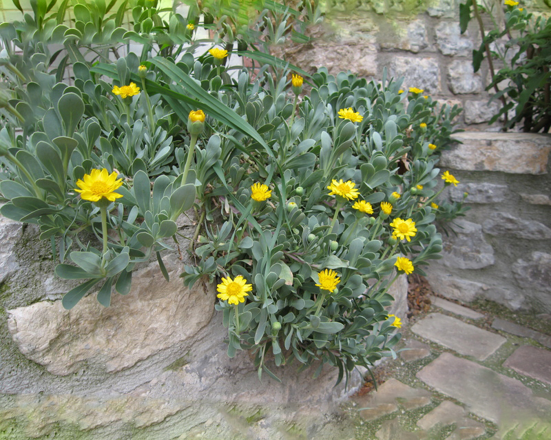 تصویر a-61.jpg گیاه کرقیچ بیابانی