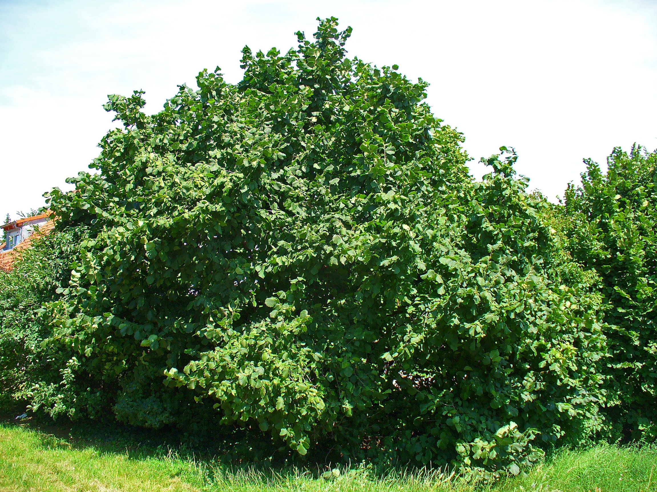 فندق 2 تصویر c-66.jpg گیاه فندق