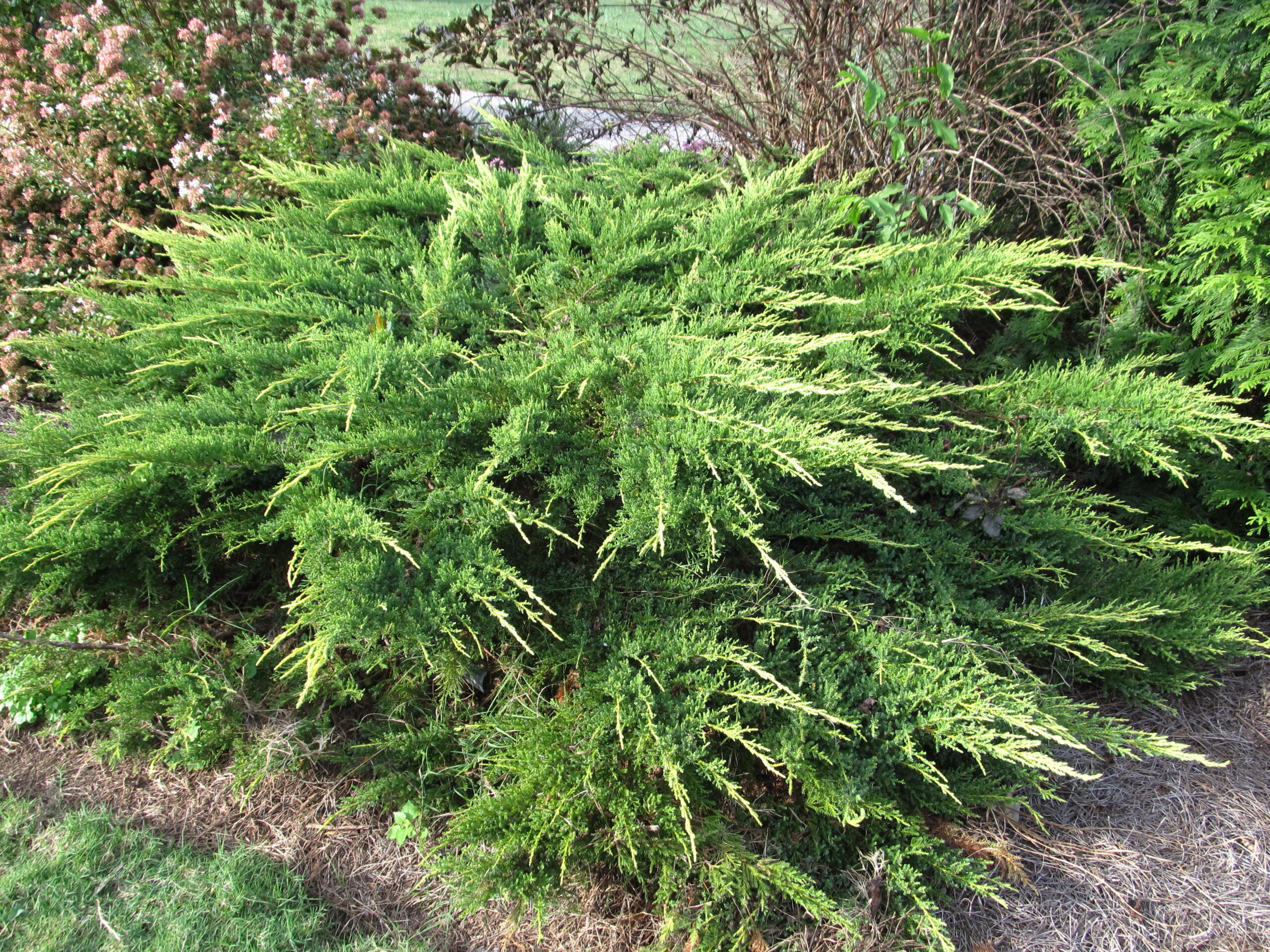 تصویر c-70.jpg گیاه ارس 