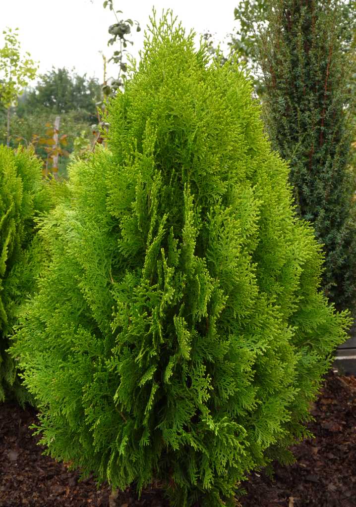 تصویر c-71.jpg گیاه سرو طبری(خمره ای،نوش)