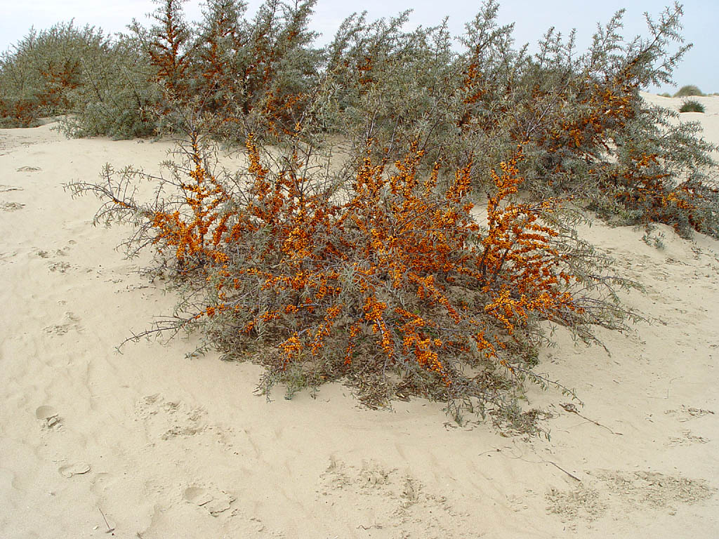 تصویر a-77.jpg گیاه سنجد تلخ