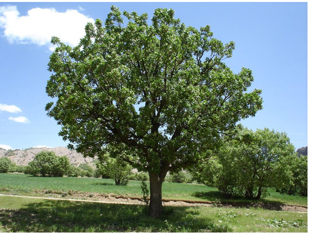 تصویر a-88.jpg گیاه بلوط ایرانی