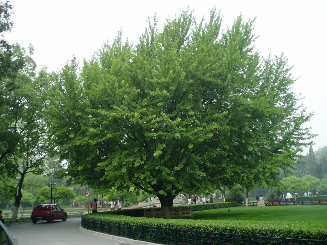 تصویر a-89.jpg گیاه ژینکو