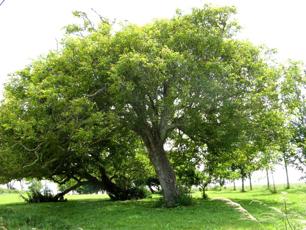 تصویر c-99.jpg گیاه گردو