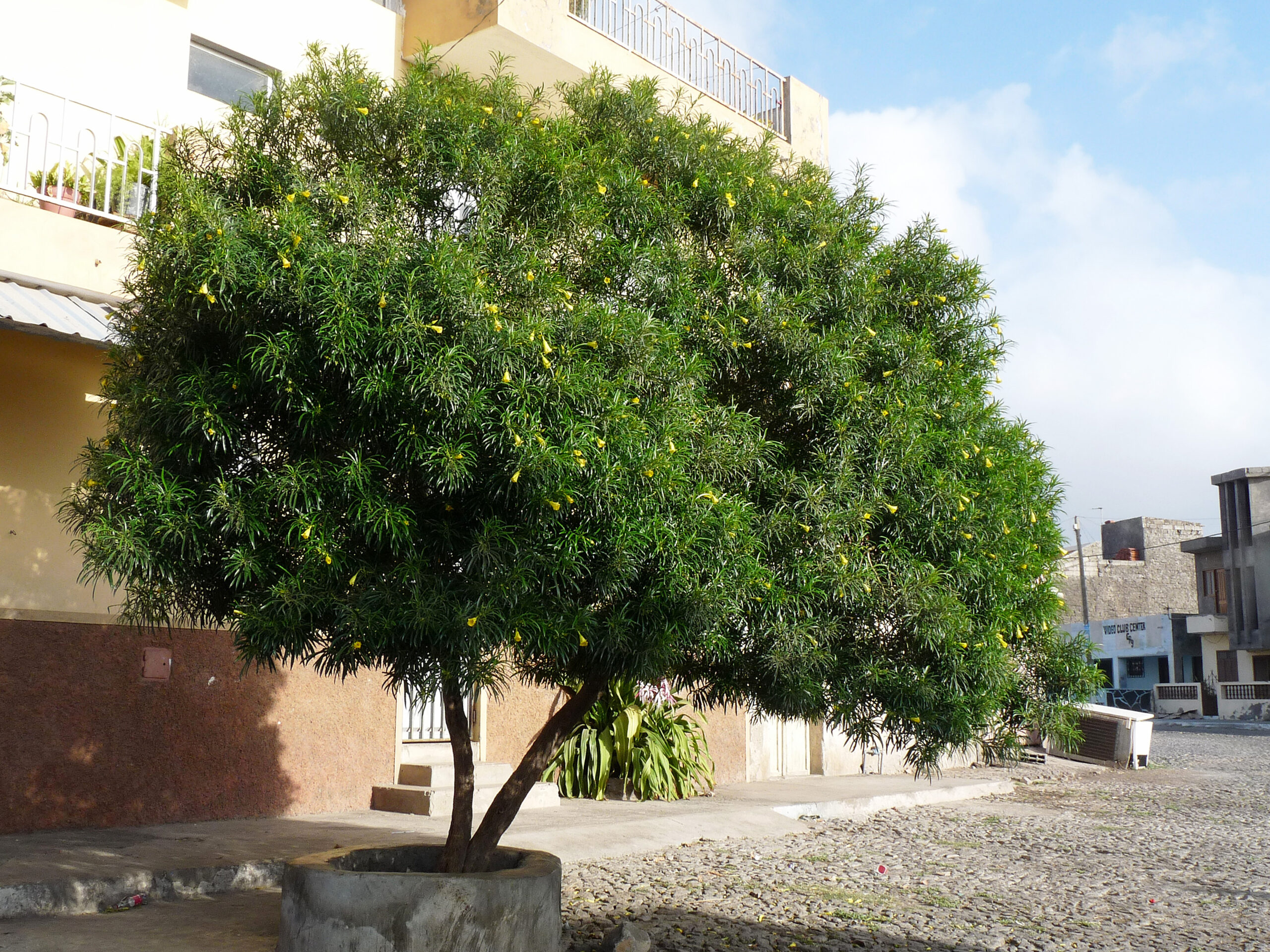 تصویر b-9.jpg گیاه توتیا(خرزهره زرد)