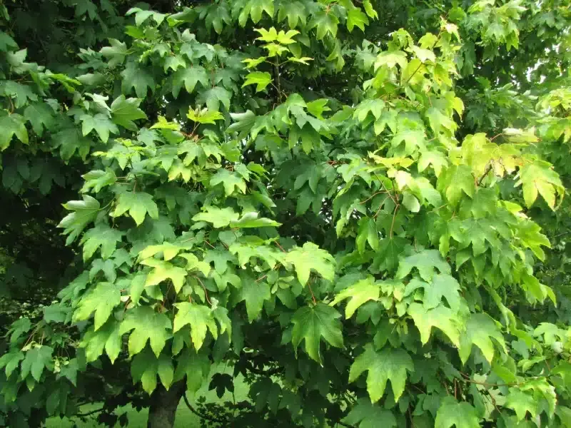 افرای شبه چناری