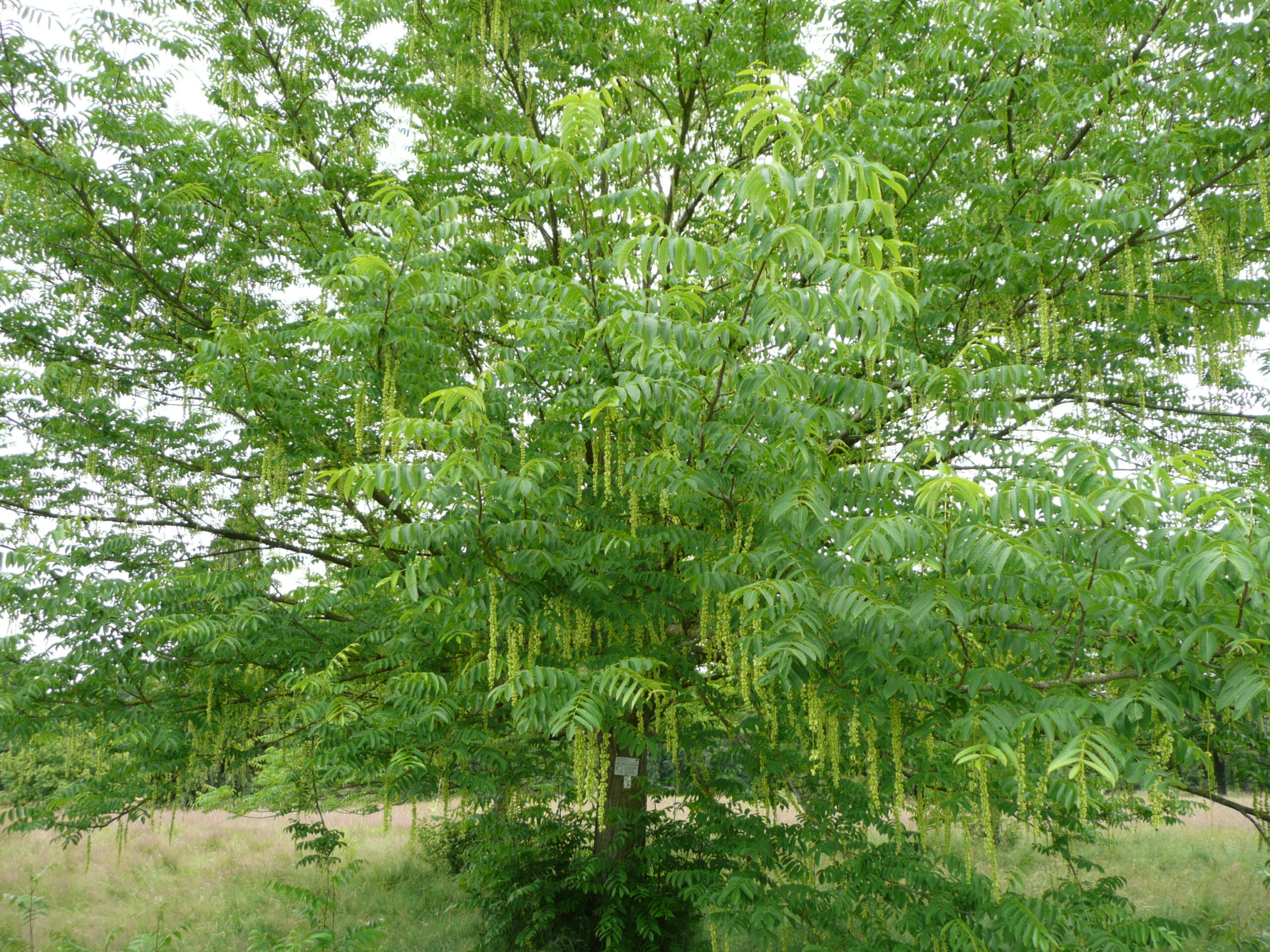 تصویر b-100.JPG گیاه لرگ