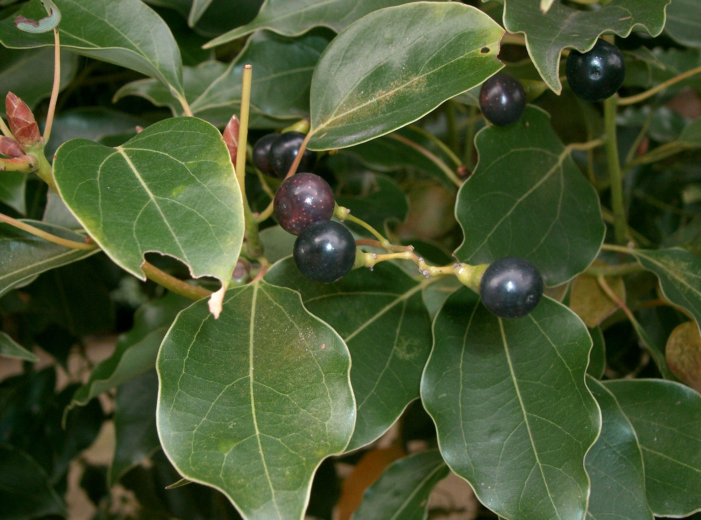 تصویر c-106.jpg گیاه  درخت کافور