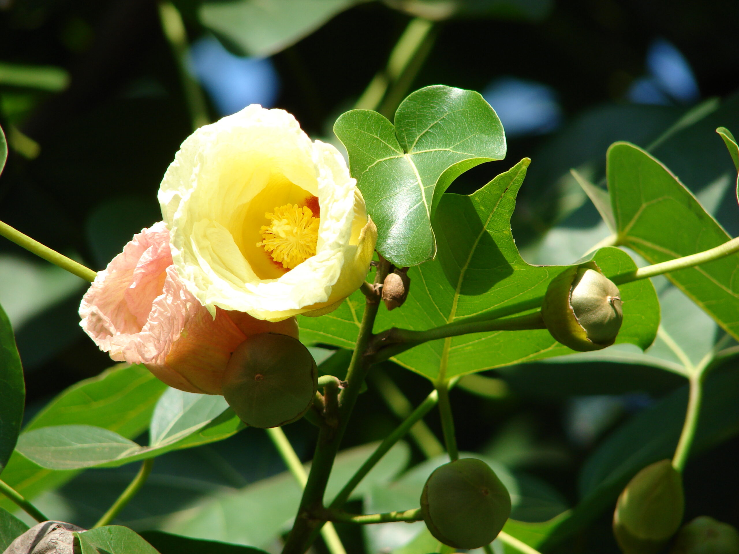 تصویر a-120.jpg گیاه لاله هندی
