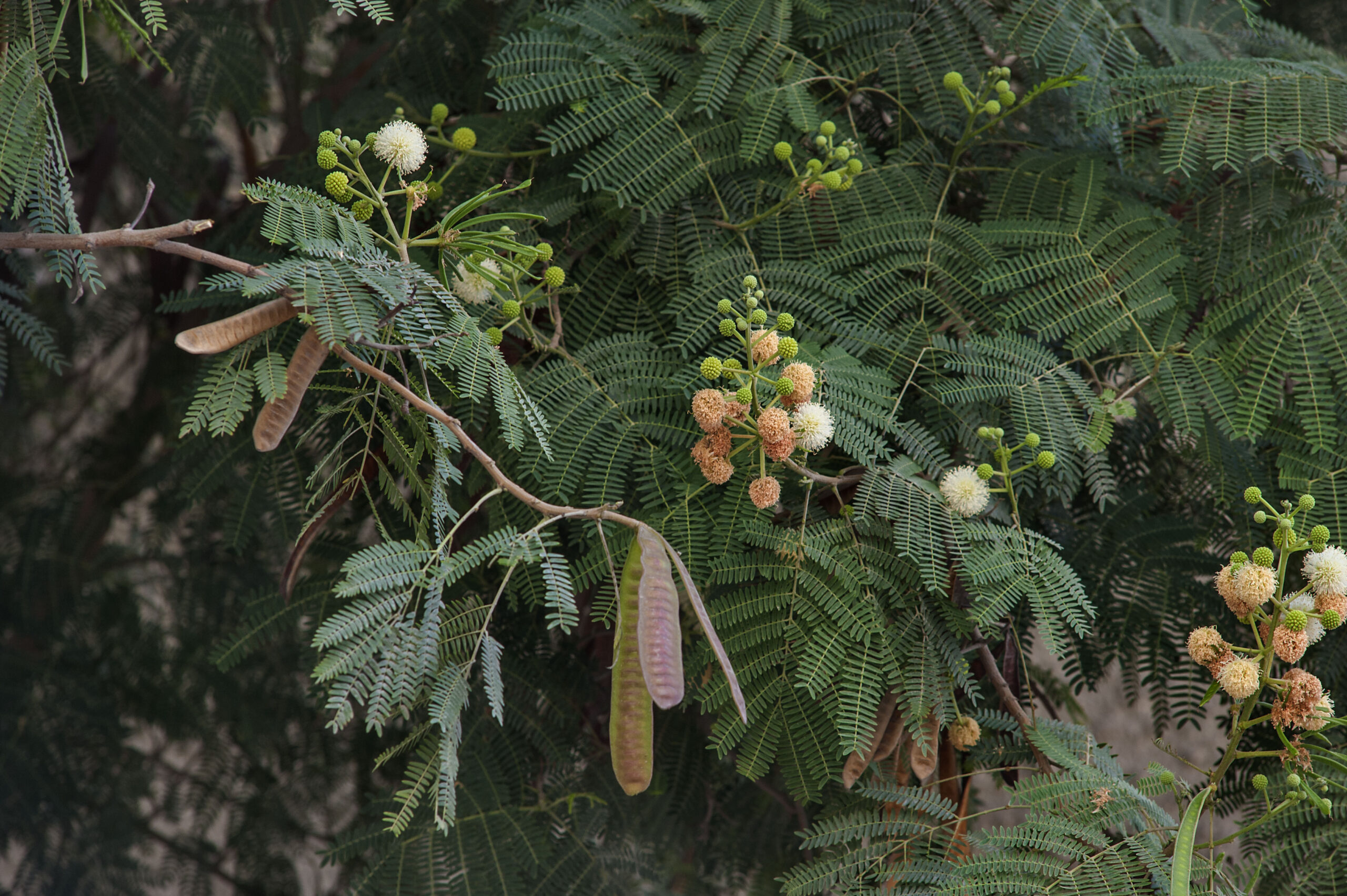 تصویر b-129.jpg گیاه سوبابل